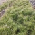 山西油松营养钵苗，油松小苗油松苗油松基地
