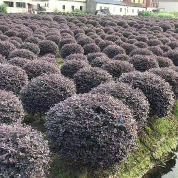 精品红花继木红花继木球苗圃直销精品球型
