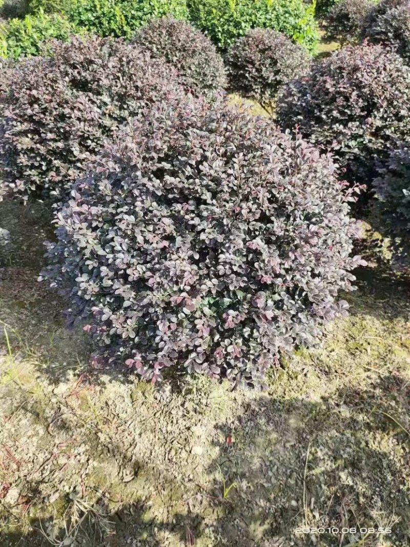 精品红花继木红花继木球苗圃直销精品球型
