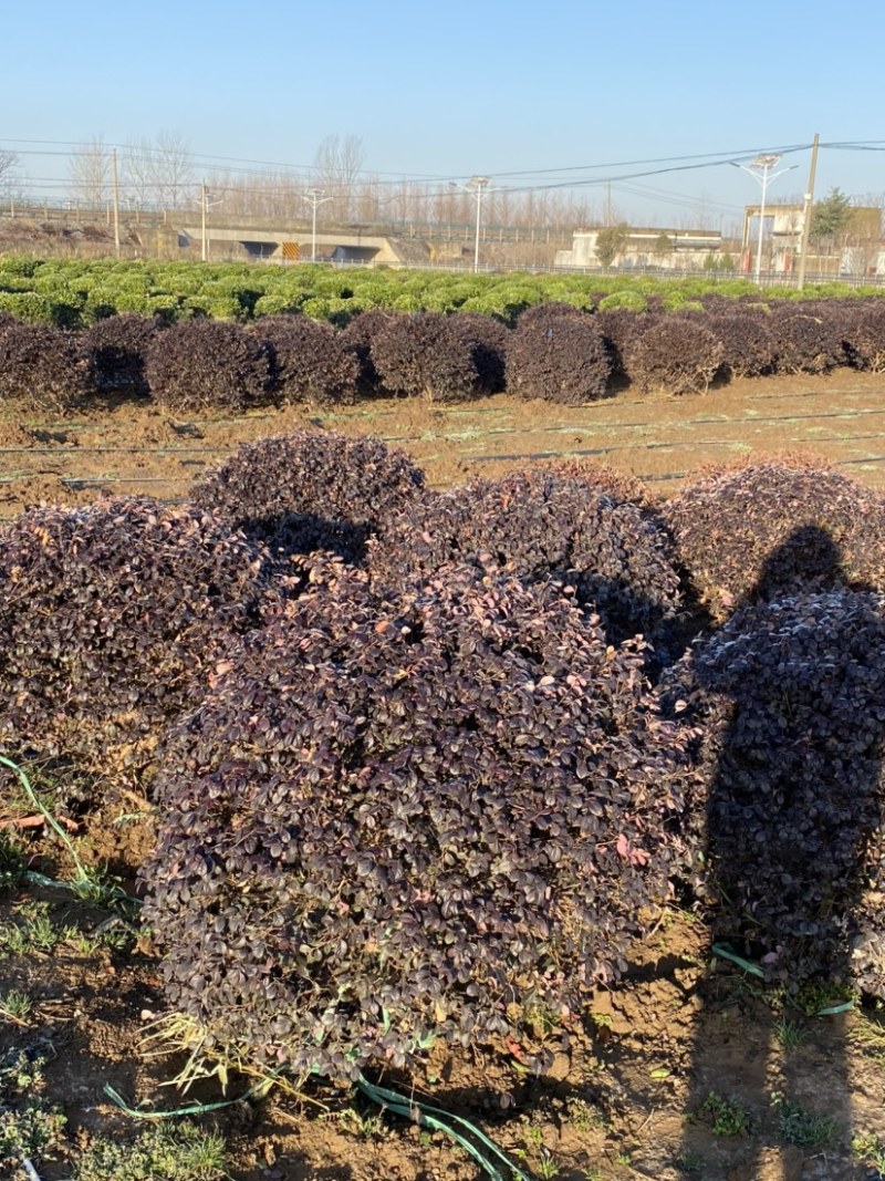 精品红花继木红花继木球苗圃直销精品球型