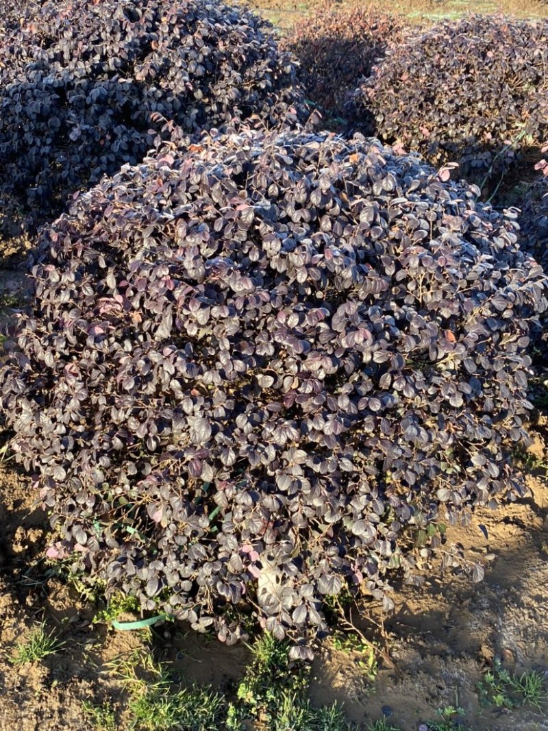 精品红花继木红花继木球苗圃直销精品球型