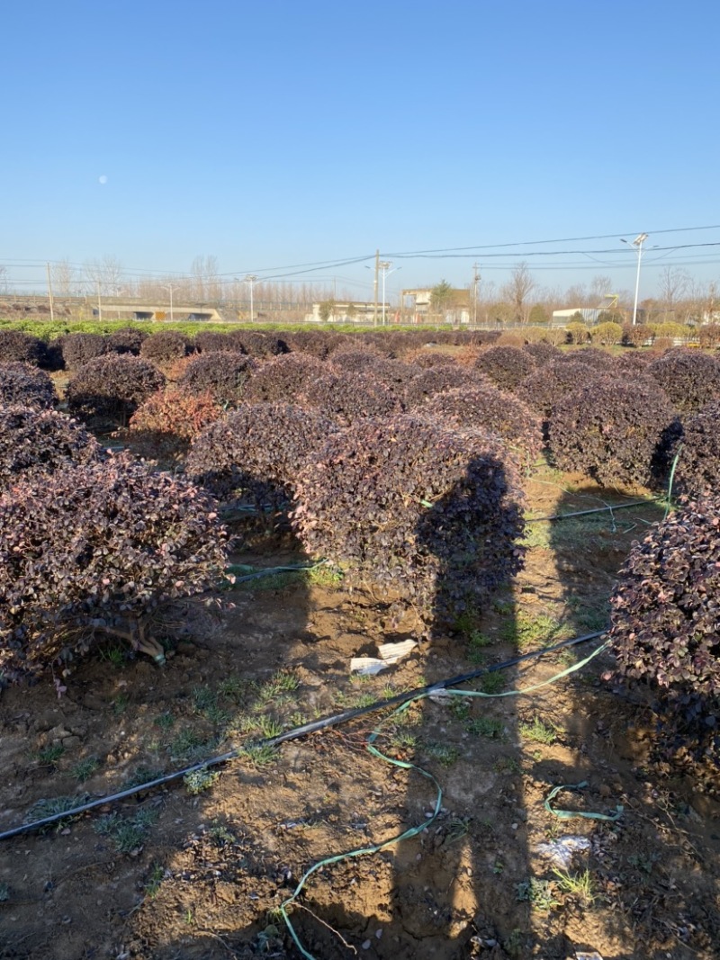 精品红花继木红花继木球苗圃直销精品球型