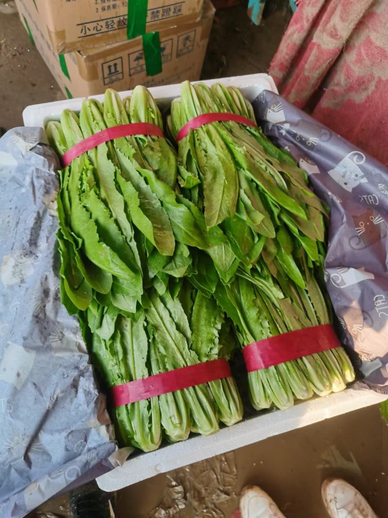 油麦菜河北邯郸油麦菜大量上市诚信经营，