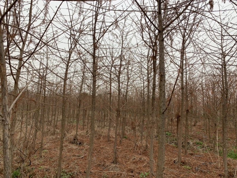 中山杉套袋苗中山杉118．405.406.407中山杉