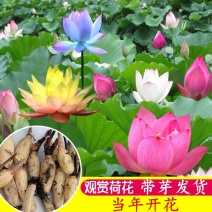 荷花苗盆栽水养莲藕种根苗食用藕种藕苗莲花碗莲种藕水生植物