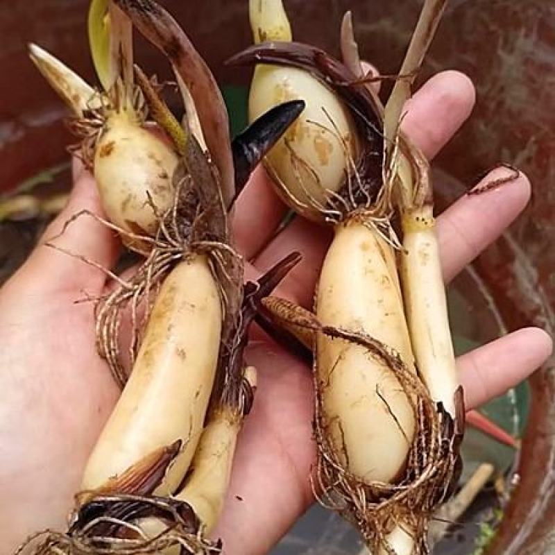 荷花苗盆栽水养莲藕种根苗食用藕种藕苗莲花碗莲种藕水生植物