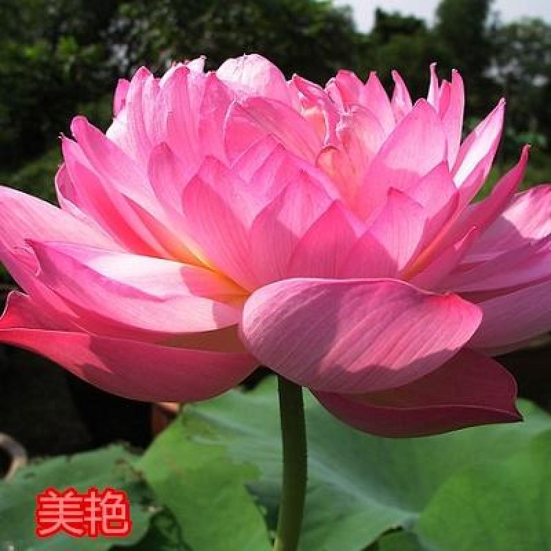 荷花苗盆栽水养莲藕种根苗食用藕种藕苗莲花碗莲种藕水生植物
