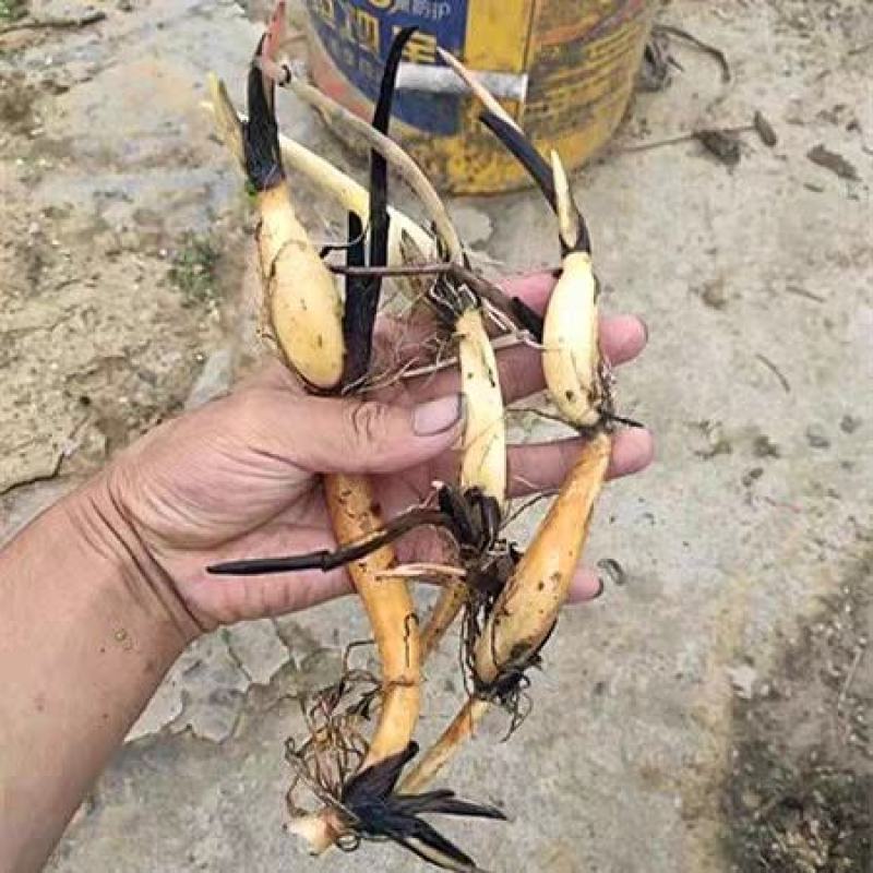 荷花苗盆栽水养莲藕种根苗食用藕种藕苗莲花碗莲种藕水生植物