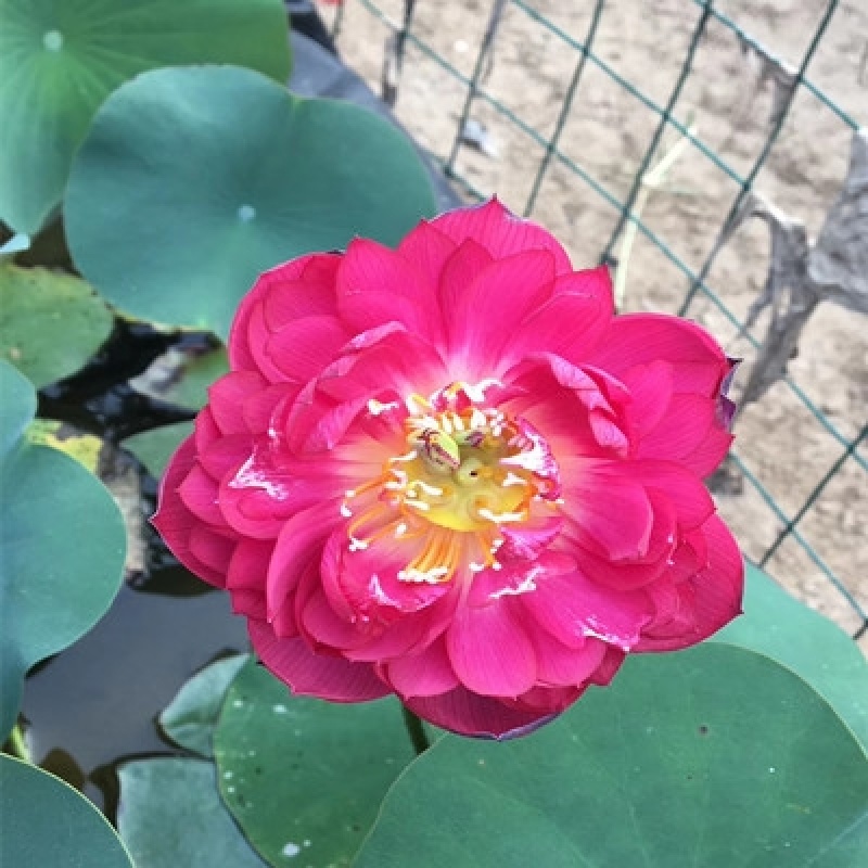 荷花苗盆栽水养莲藕种根苗食用藕种藕苗莲花碗莲种藕水生植物
