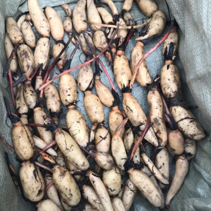荷花苗盆栽水养莲藕种根苗食用藕种藕苗莲花碗莲种藕水生植物