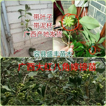 八角树苗嫁接苗食用八角树苗广西八角包正宗广西发货