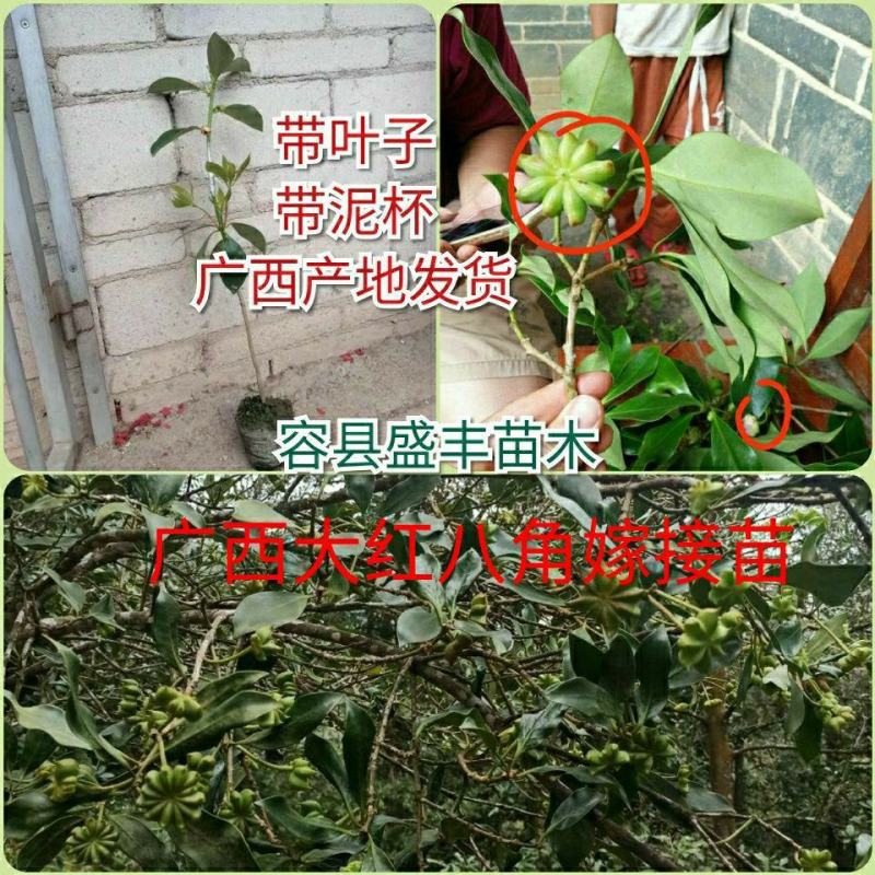 八角树苗嫁接苗食用八角树苗广西八角包正宗广西发货