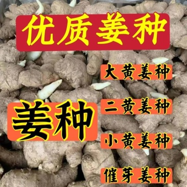 贵州368姜种精品姜种抗病毒专业技术指导全国发货