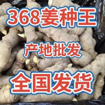 山东优质高产姜种，基地直发，抗病，提供技术指导，全国发货