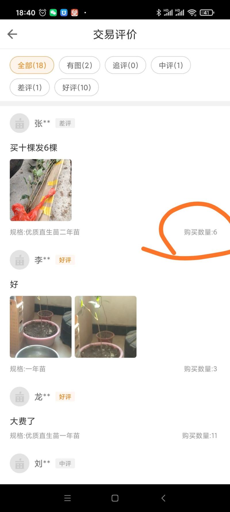 八角树苗，食用八角树苗，广西八角树苗，八角茴香，大料