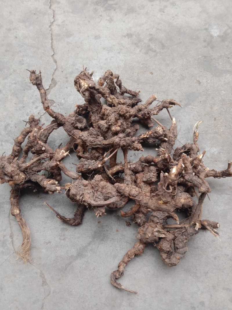 野生北苍术，朱砂点苍术，香味浓，含量高（包邮）