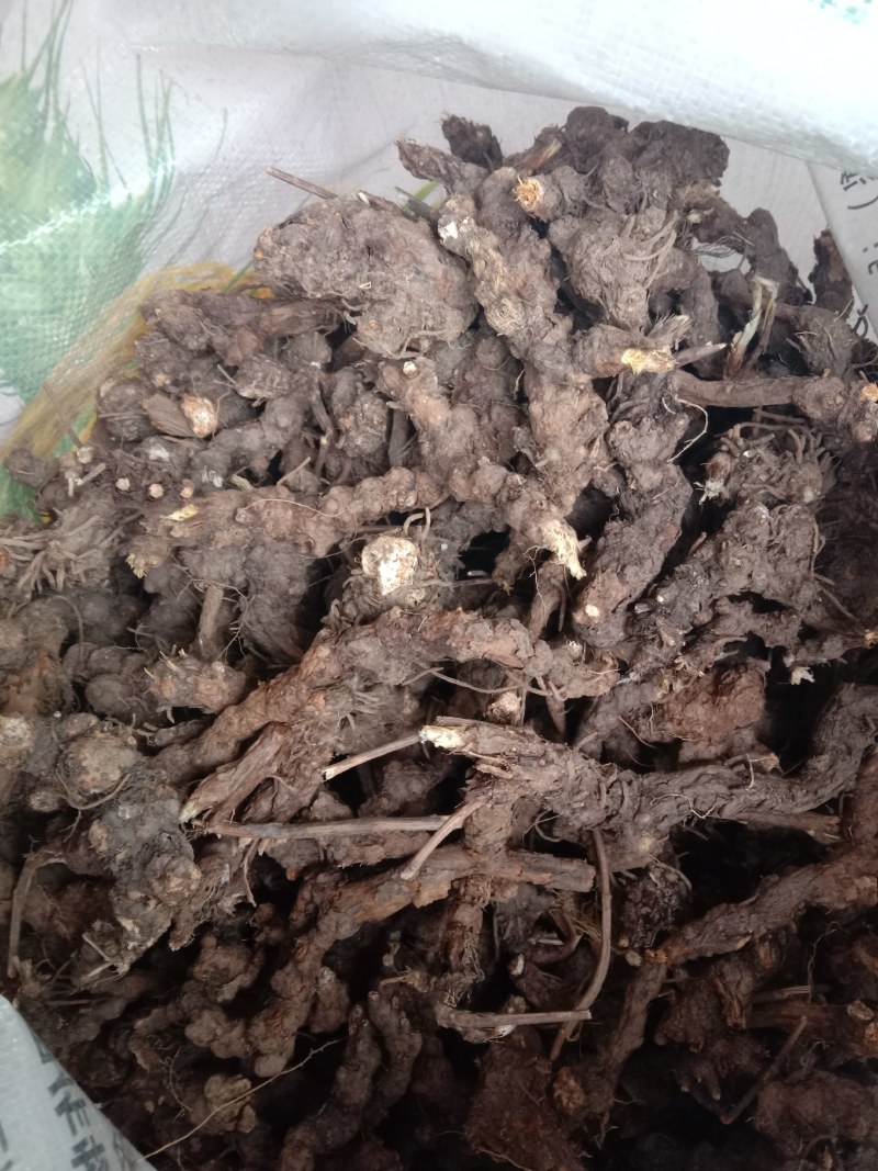 野生北苍术，朱砂点苍术，香味浓，含量高（包邮）