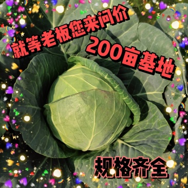 福建漳州货优质甘蓝圆包菜火热供应中质量保证