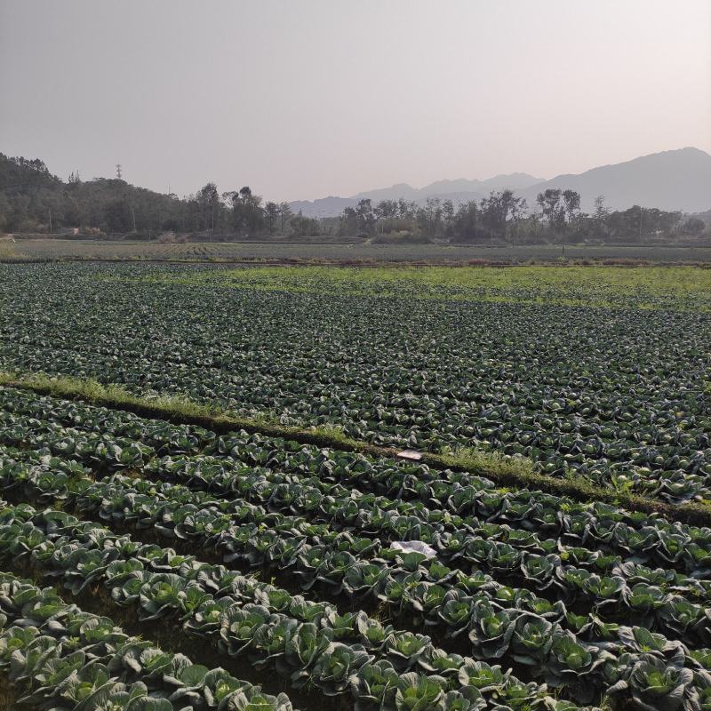 福建漳州货优质甘蓝圆包菜火热供应中质量保证