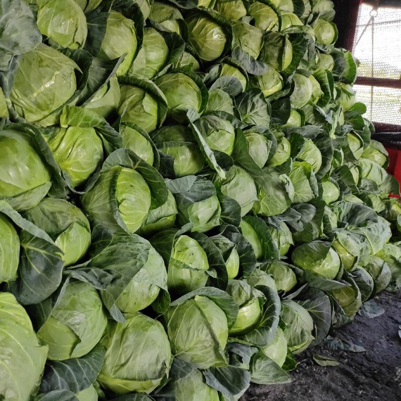 福建漳州货优质甘蓝圆包菜火热供应中质量保证