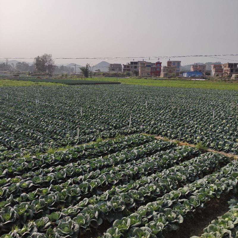 福建漳州货优质甘蓝圆包菜火热供应中质量保证