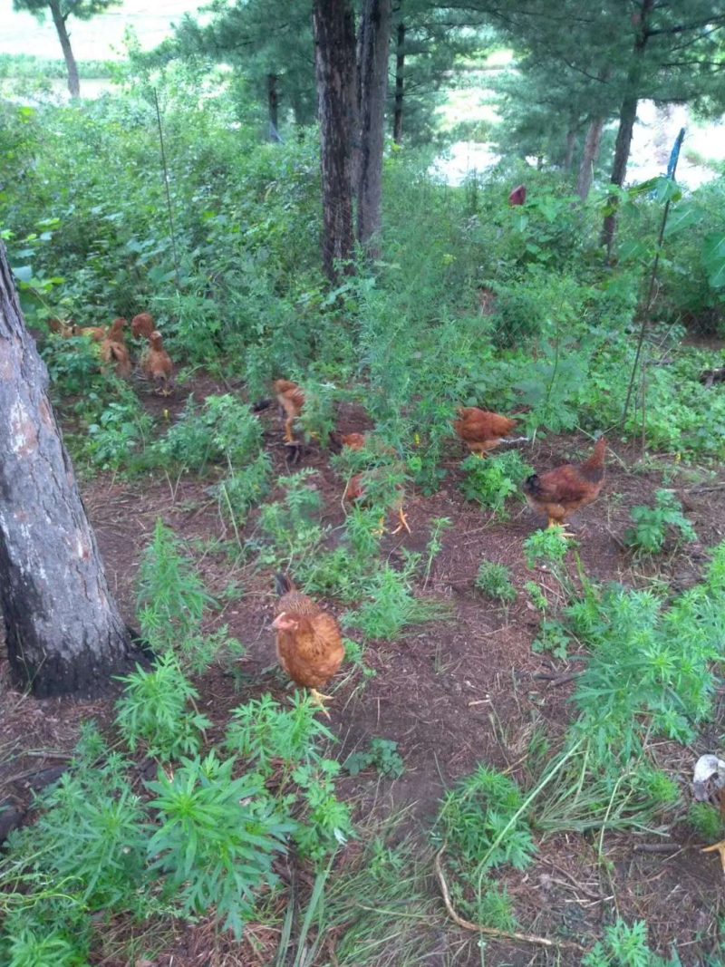 草甸大笨鹅，山林溜达鸡