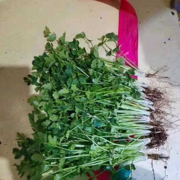 山东聊城铁杆青香菜，大棚菜一千多斤。质量好，手慢无