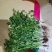 山东聊城铁杆青香菜，大棚菜一千多斤。质量好，手慢无