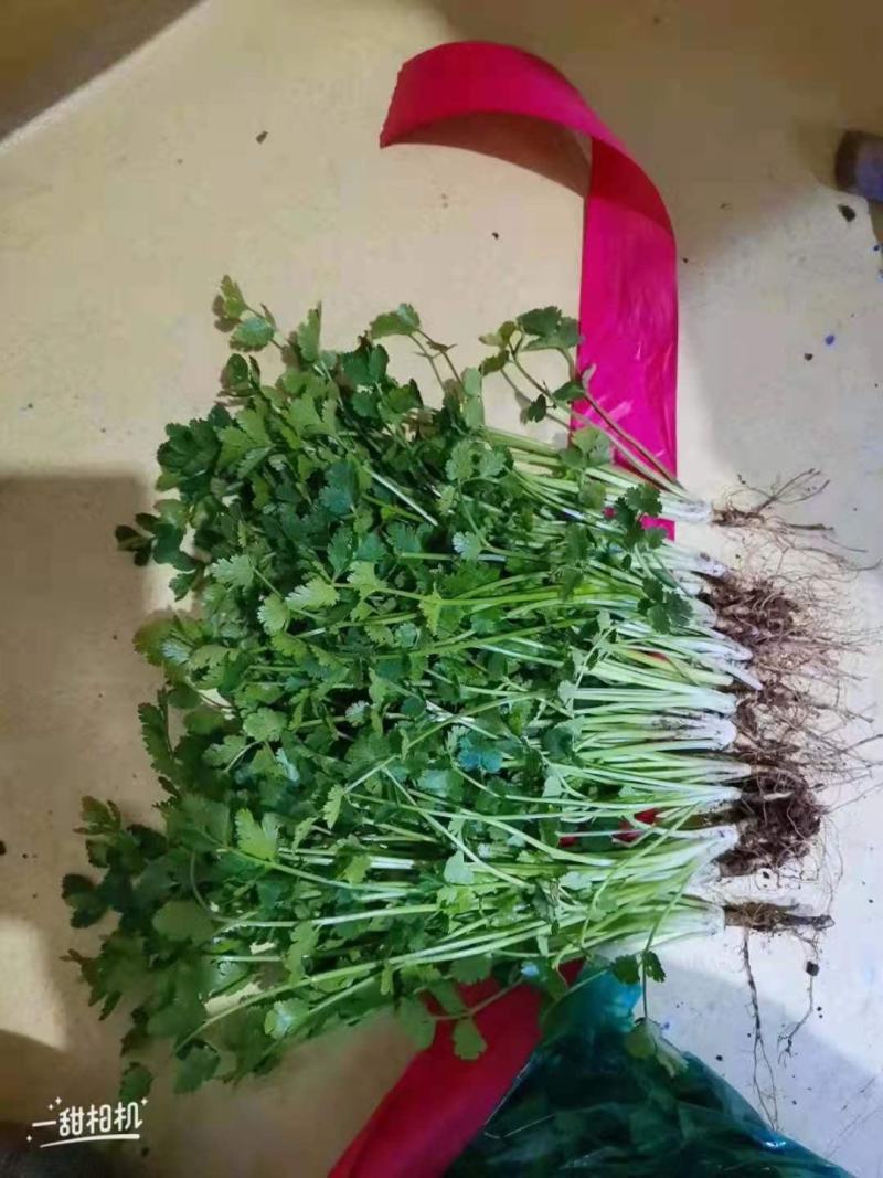 山东聊城铁杆青香菜，大棚菜一千多斤。质量好，手慢无