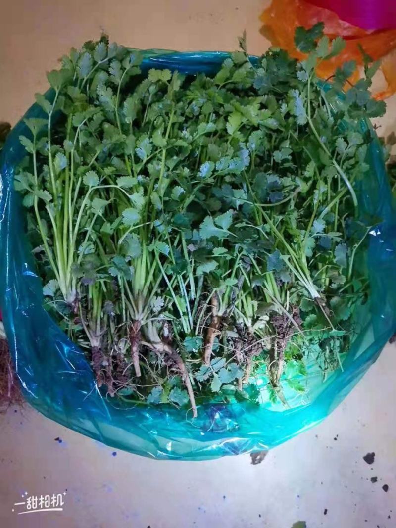 山东聊城铁杆青香菜，大棚菜一千多斤。质量好，手慢无