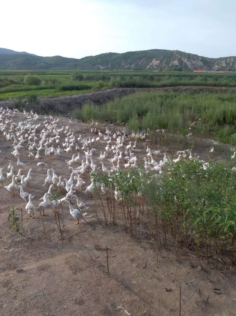 草甸大笨鹅，山林溜达鸡