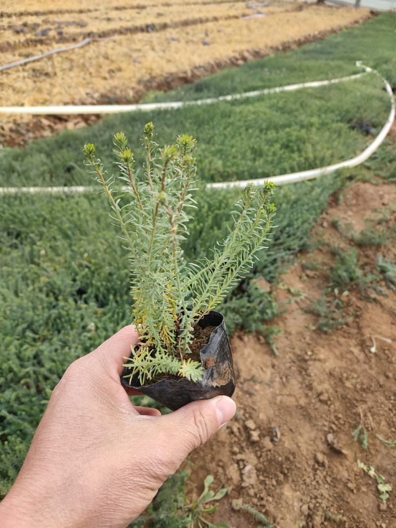 蓝亚麻价格，蓝亚麻杯苗，蓝亚麻专业种植大量供应