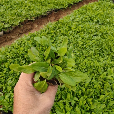 宿根鼠尾草新上市，鼠尾草基地，鼠尾草专业种植大量供应