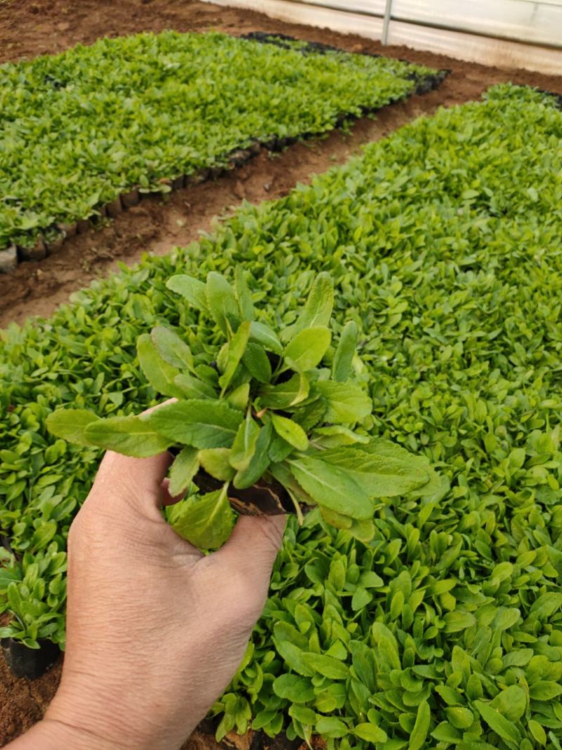 宿根鼠尾草新上市，鼠尾草基地，鼠尾草专业种植大量供应