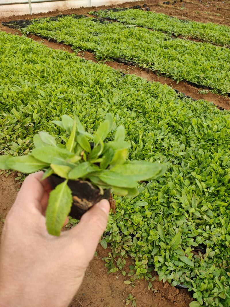 宿根鼠尾草新上市，鼠尾草基地，鼠尾草专业种植大量供应