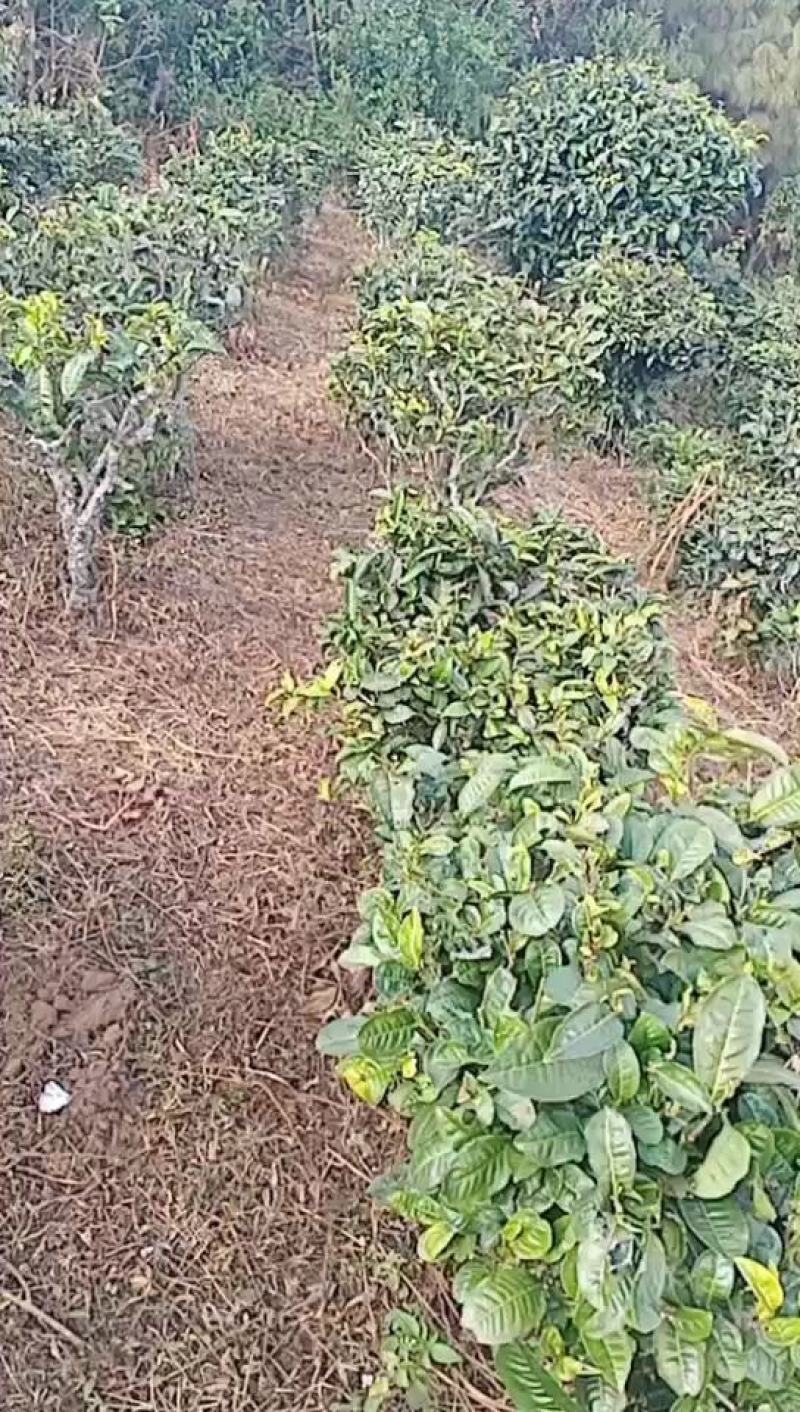 古生态小锅茶，口感甘甜，口感好，零污染原生态