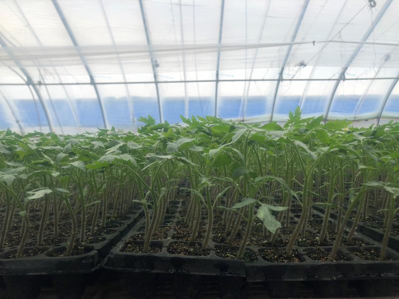 自有基地39个日光温室，口感统一，产量保证，碱地番茄