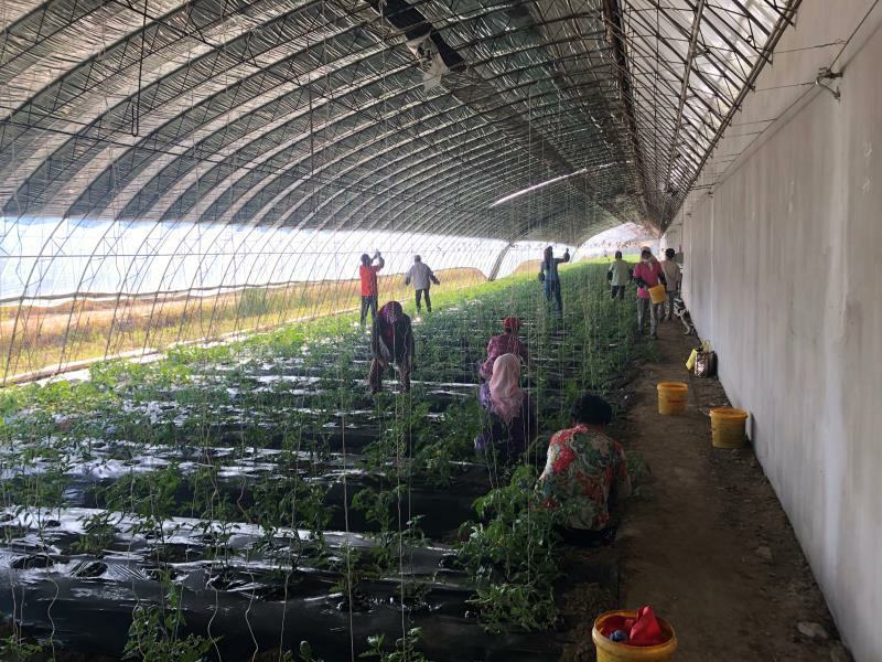 自有基地39个日光温室，口感统一，产量保证，碱地番茄