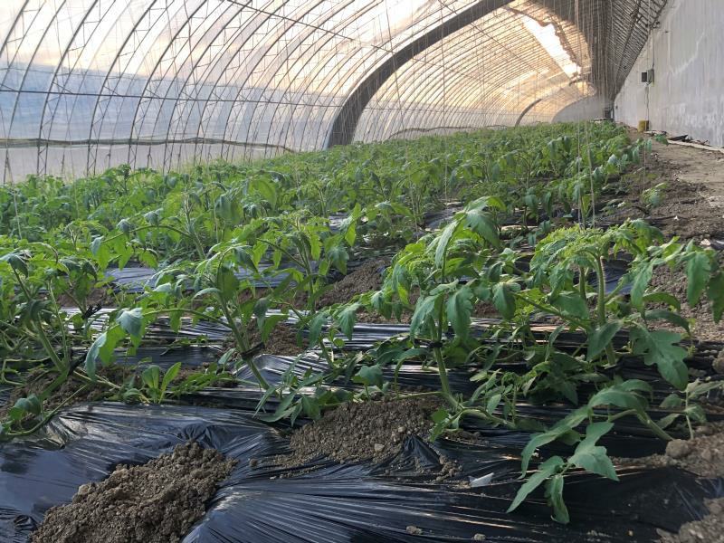 自有基地39个日光温室，口感统一，产量保证，碱地番茄