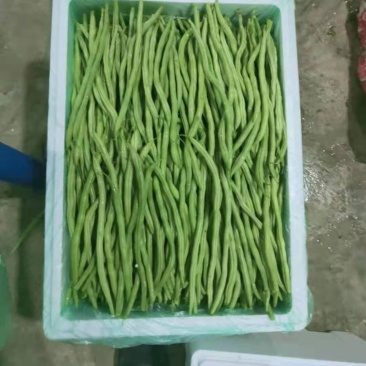 各类豆角以大量上市，需要的联系我