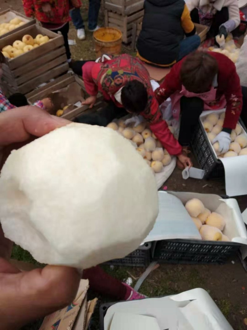 砀山梨甘甜汁多，色泽亮白，百年老树梨。果面干净品质更好