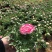 芹叶牡丹精品大量出货青州基地