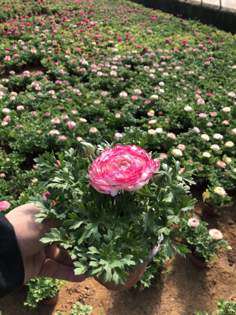 芹叶牡丹精品大量出货青州基地