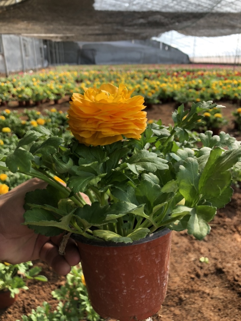 芹叶牡丹精品大量出货青州基地