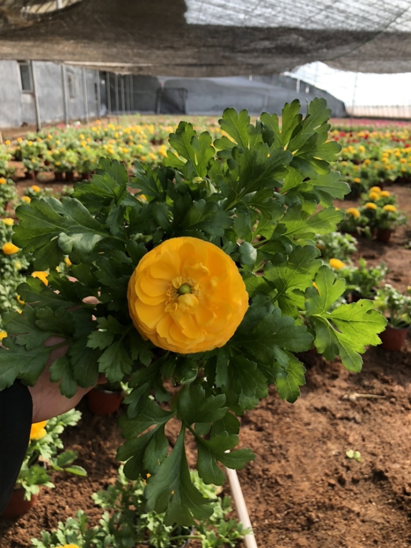 芹叶牡丹精品大量出货青州基地