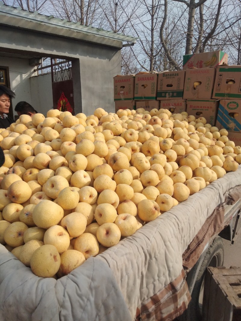 砀山梨甘甜汁多，色泽亮白，百年老树梨。果面干净品质更好