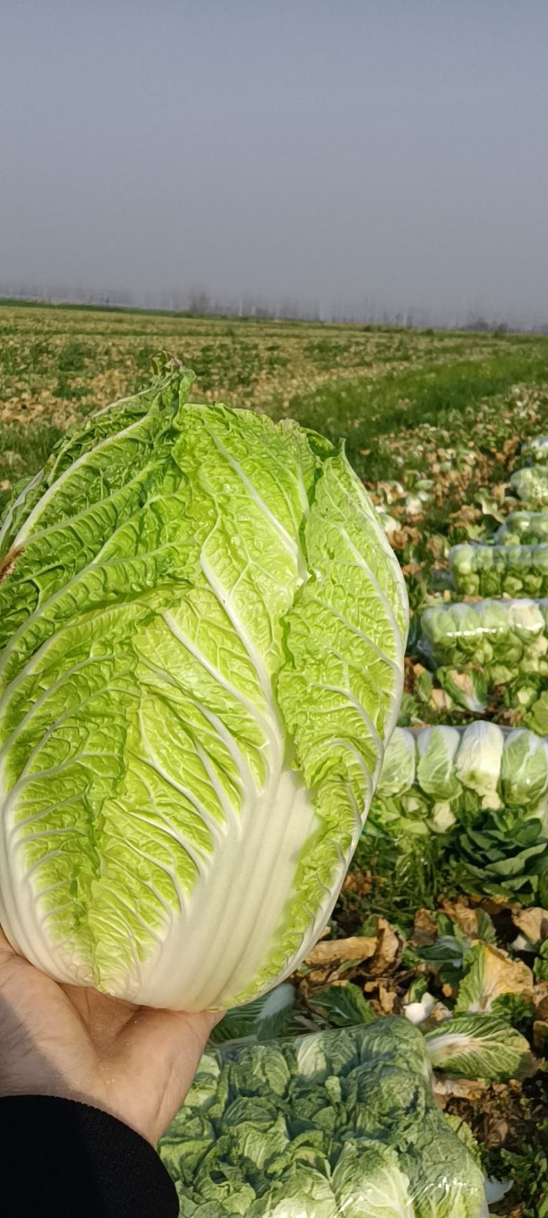 精品黄心大白菜，产地大量现货适合市场，加工厂，脱水厂