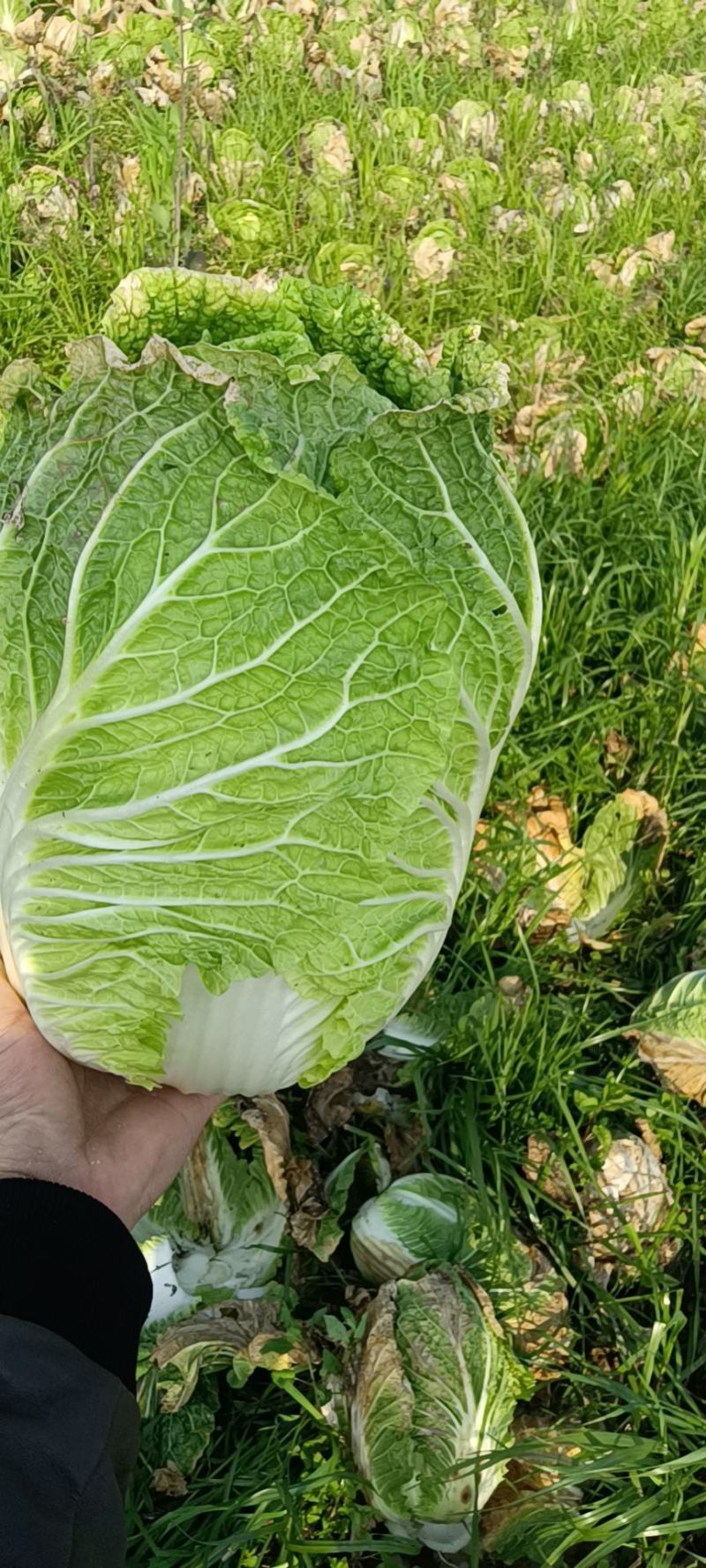 精品黄心大白菜，产地大量现货适合市场，加工厂，脱水厂
