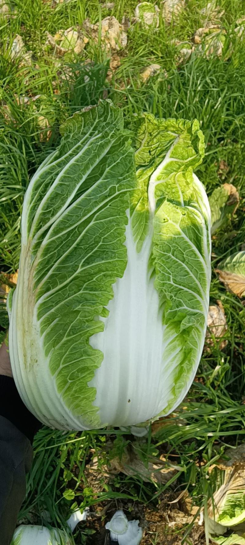 精品黄心大白菜，产地大量现货适合市场，加工厂，脱水厂