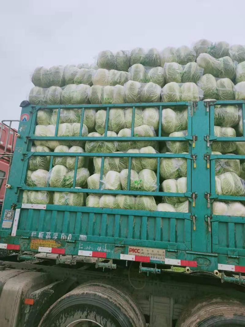 精品黄心大白菜，产地大量现货适合市场，加工厂，脱水厂